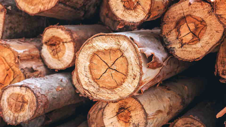 Can You Carve Eucalyptus Wood